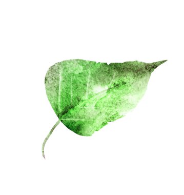 Beyaz arkaplanda suluboya yaprağı