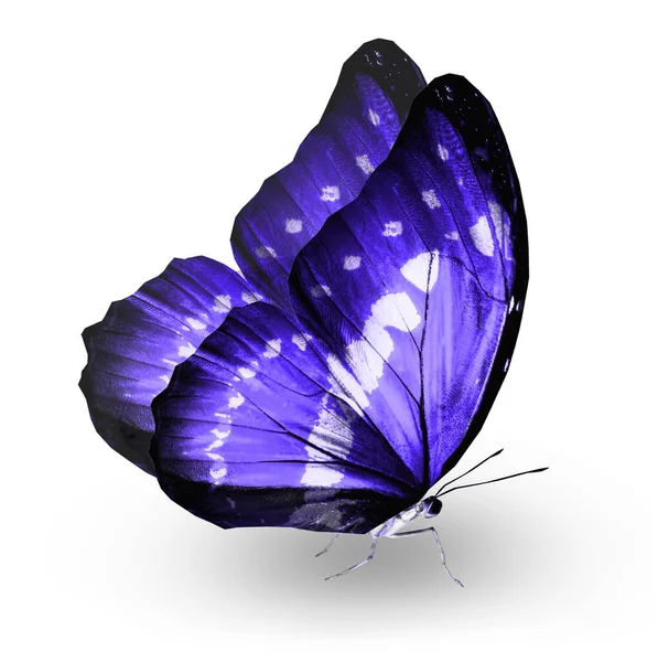 Цвет Бабочки Изолированной Белом — стоковое фото