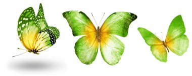 Beyaz arka planda üç suluboya kelebek.