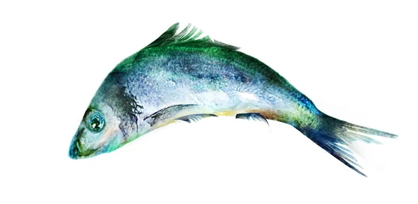 Poisson Aquarelle Sur Fond Blanc — Photo