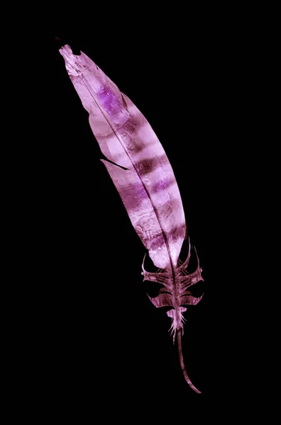 Plumas Acuarela Aisladas Sobre Fondo Blanco —  Fotos de Stock