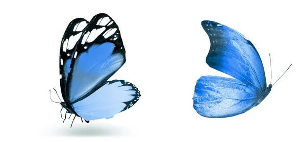 Color Butterflies Isolated White Background — Stock Photo, Image