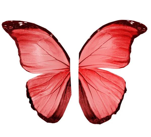 Цвет Крыльев Бабочки Изолированные Белом Фоне — стоковое фото