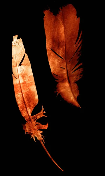 Φτερά Ακουαρέλας Απομονωμένα Λευκό Φόντο — Φωτογραφία Αρχείου
