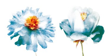 Suluboya çiçekleri, beyaz arkaplanda izole