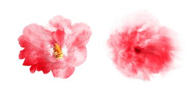 Suluboya çiçekleri, beyaz arkaplanda izole