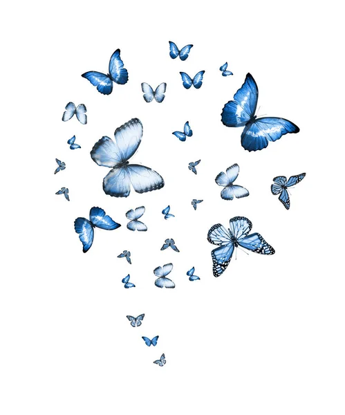 Flock Flying Butterflies Isolated White — Stock Photo, Image