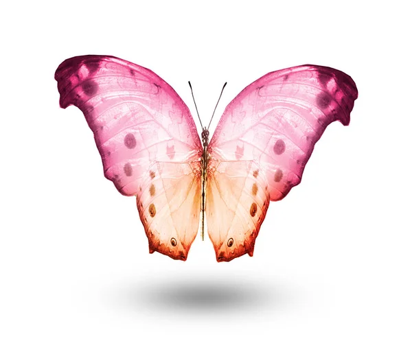Color Butterfly Isolated White Background — Stock Photo, Image