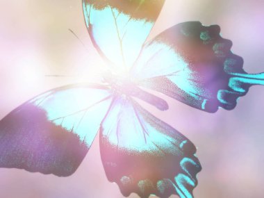 Doğal arkaplan ve doğal kelebek