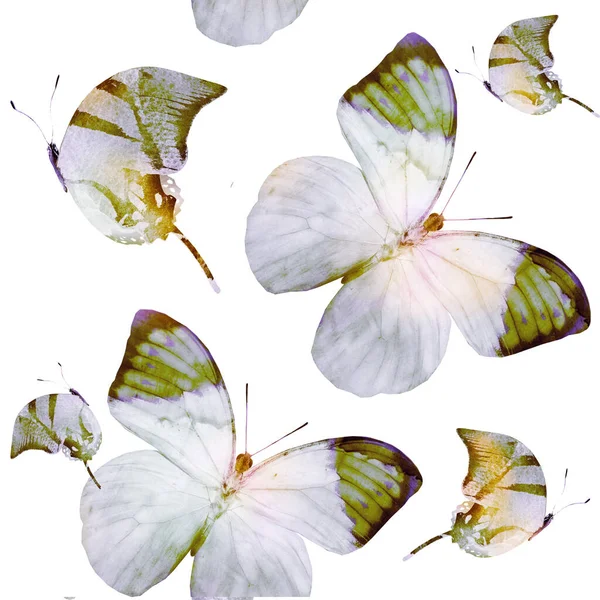 Aquarelle Motif Sans Couture Avec Des Papillons — Photo