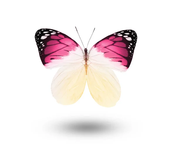 Χρώμα Πεταλούδα Απομονώνονται Λευκό Φόντο — Φωτογραφία Αρχείου