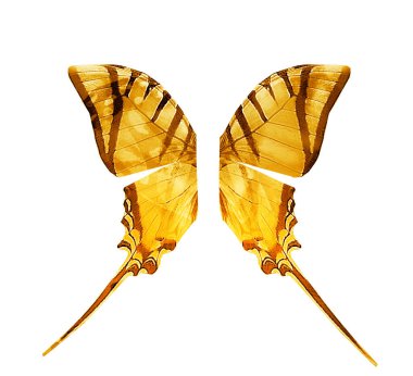 Renkli kelebek kanatları, beyaz arkaplanda izole.