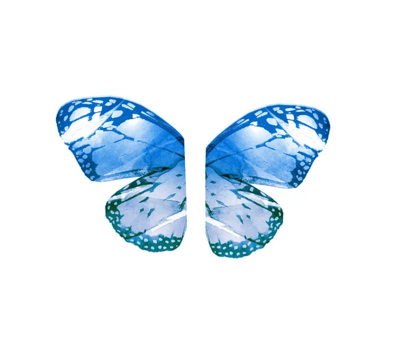 Ailes Papillon Aquarelle Isolées Sur Fond Blanc — Photo
