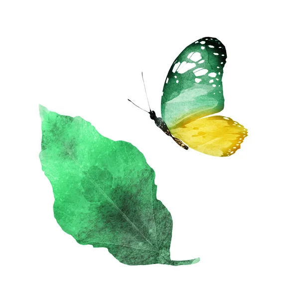 Aquarellblatt Mit Schmetterling Auf Weißem Hintergrund — Stockfoto