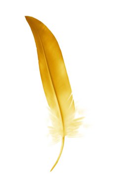 Beyaz arkaplanda izole edilmiş güzel renk tüyü