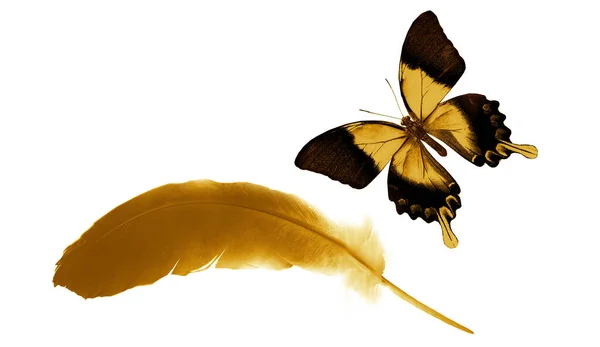 白い背景に隔離された美しい色の羽と蝶 — ストック写真