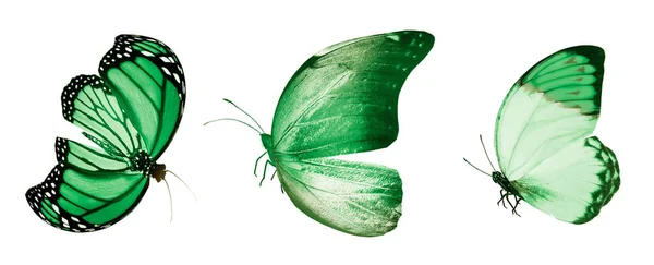 Kolor Motyli Izolowane Białym Tle — Zdjęcie stockowe