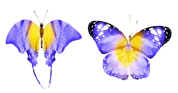 两只水彩蝴蝶 在白色背景下被隔离 明亮的收藏 — 图库照片