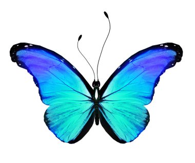 Beyaz arkaplanda izole edilmiş renkli Morpho kelebeği.