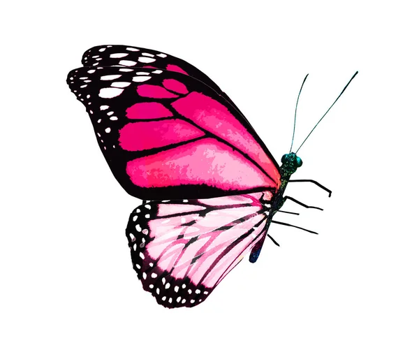 Colore Farfalla Monarca Isolato Sullo Sfondo Bianco — Foto Stock