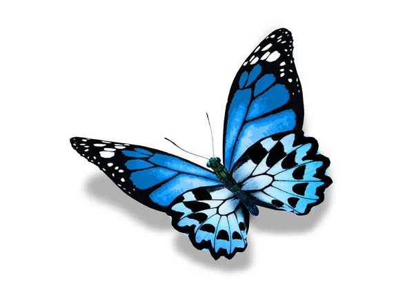 Кольоровий Монарх Метелик Ізольований Білому Тлі — стокове фото