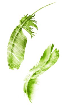 Suluboya tüyleri, beyaz arkaplanda izole