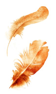 Suluboya tüyleri, beyaz arkaplanda izole