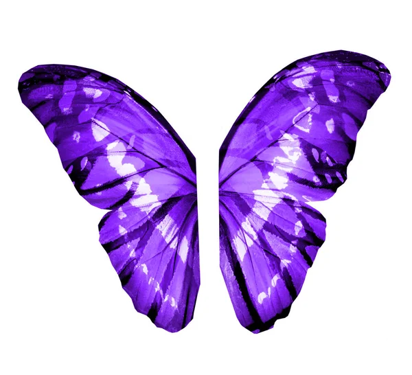 白い背景に隔離されたカラー蝶の羽 — ストック写真