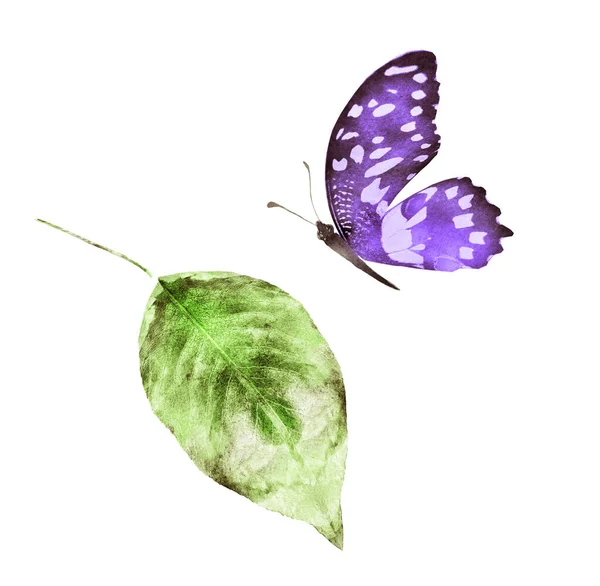 Aquarelblad Met Vlinder Witte Achtergrond — Stockfoto