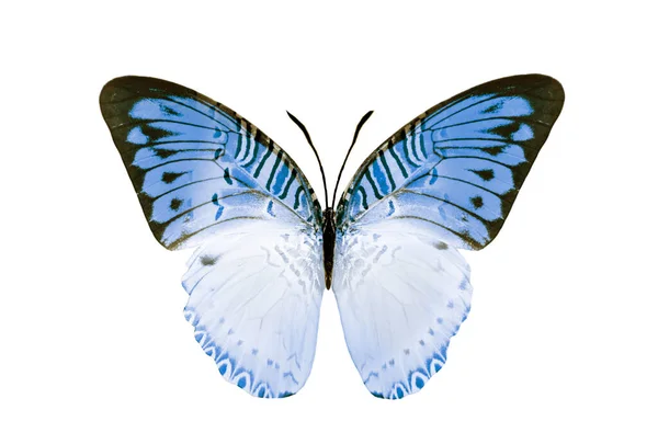 Кольоровий Метелик Ізольований Білому Тлі — стокове фото