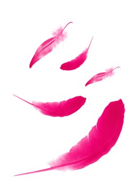 Beyaz arkaplanda izole edilmiş güzel renk tüyleri