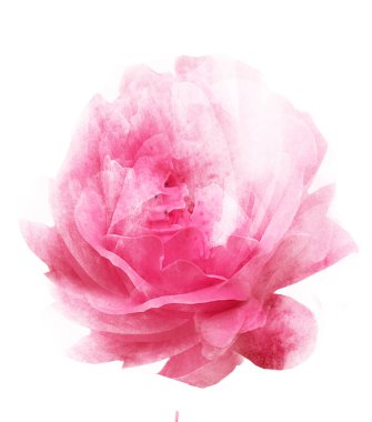 Suluboya çiçeği, beyaz arkaplanda izole