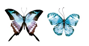 Beyaz arka planda izole edilmiş iki suluboya kelebek. Parlak koleksiyon.