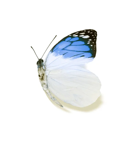 Farfalla Colore Isolata Sul Bianco — Foto Stock