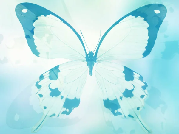 Natural Background Natural Butterfly — Stock Photo, Image