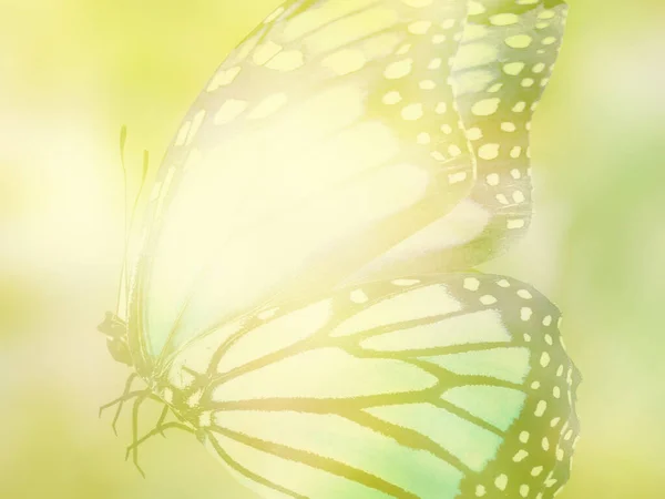 Естественный Фон Натуральной Бабочкой — стоковое фото