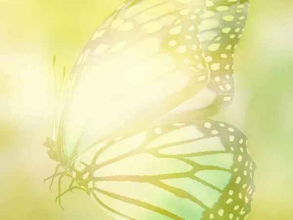 Natural Background Natural Butterfly — Stock Photo, Image