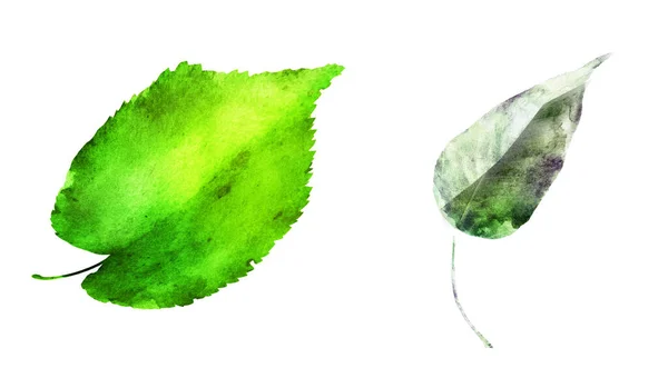 Watercolor Leafs White Background Set — Stock Photo, Image