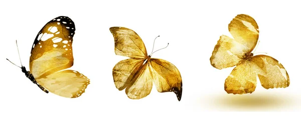 Trois Papillons Aquarelle Isolés Sur Fond Blanc — Photo