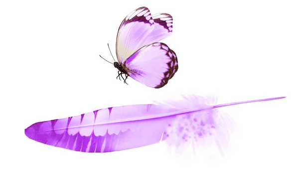 Hermosa Pluma Color Mariposa Aislada Sobre Fondo Blanco — Foto de Stock