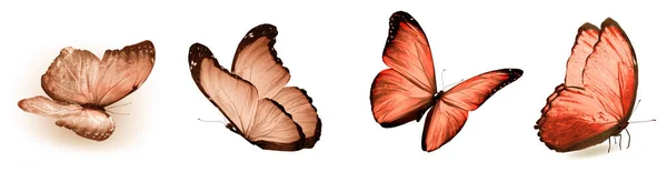 천연색 나비들은 배경에 고립되어 — 스톡 사진
