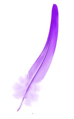 Beyaz arkaplanda izole edilmiş güzel renk tüyü