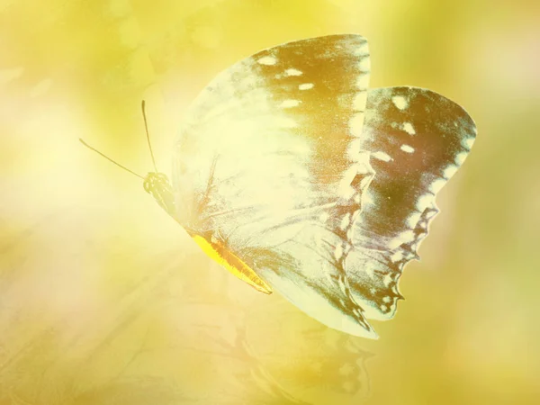 Přírodní Pozadí Přírodním Motýlem — Stock fotografie