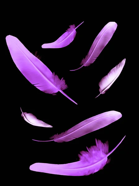 Belles Plumes Couleur Isolées Sur Fond Noir — Photo