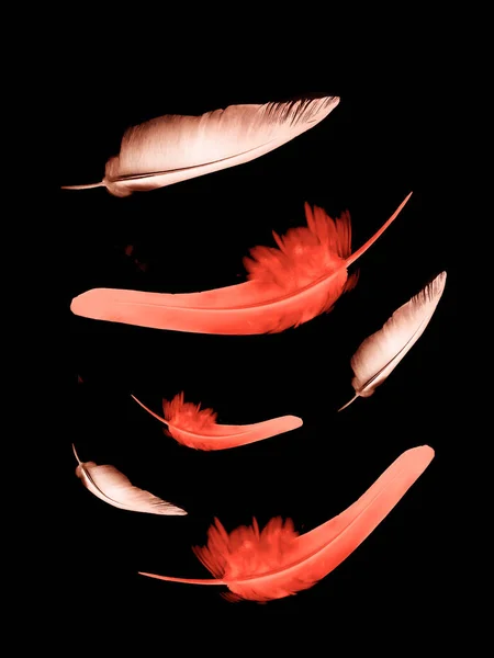 Hermosas Plumas Color Aisladas Sobre Fondo Negro — Foto de Stock