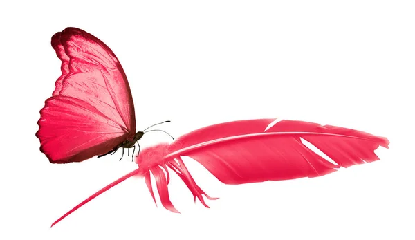 Schöne Farbe Feder Und Schmetterling Isoliert Auf Weißem Hintergrund — Stockfoto