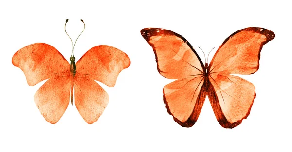 Dos Mariposas Acuarela Aisladas Sobre Fondo Blanco Colección Brillante —  Fotos de Stock