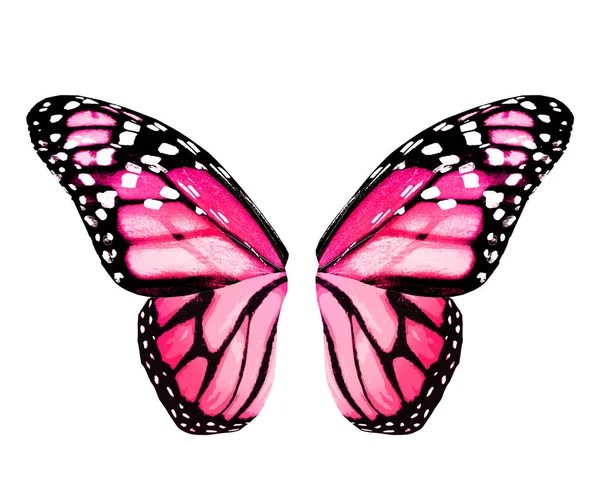 Farbe Monarch Schmetterlingsflügel Isoliert Auf Dem Weißen Hintergrund — Stockfoto