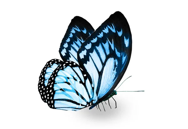 色彩艳丽的帝王蝴蝶 在白色的背景上与世隔绝 — 图库照片