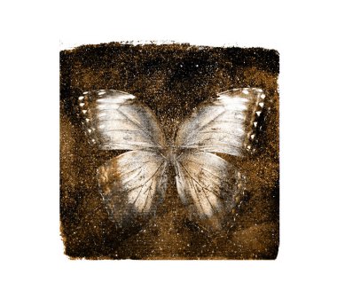 Arka planda beyaz kelebek olan suluboya kozmos karesi